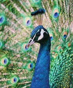 Diamond Art Peacock 30x30